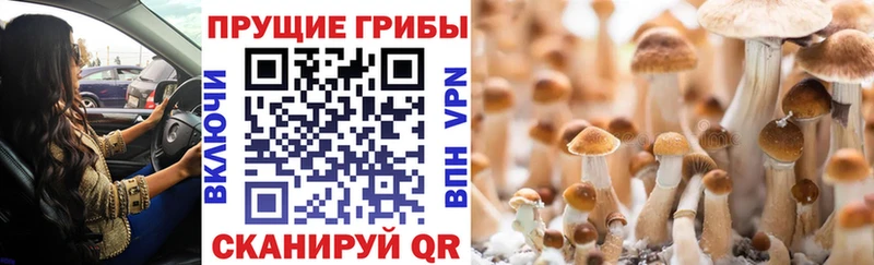 Псилоцибиновые грибы прущие грибы KRAKEN Котельнич